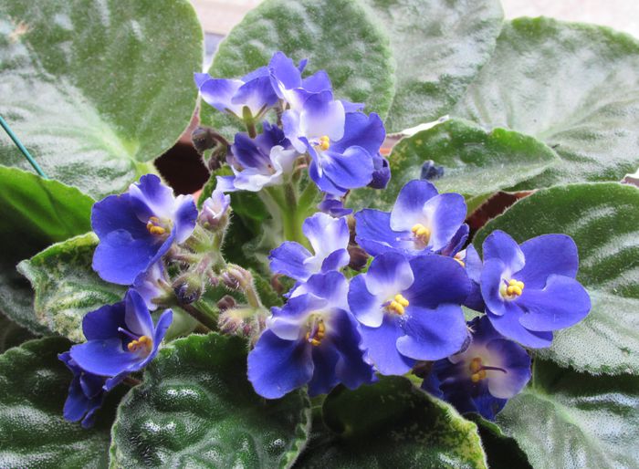 violete de parma
