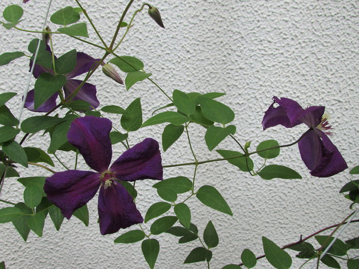 clematis Polish Spirit
