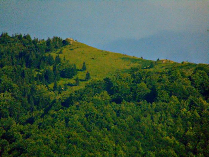 DSC08024 - Poze natura