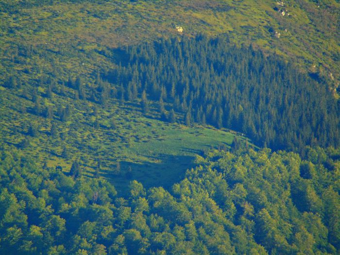 DSC08040 - Poze natura