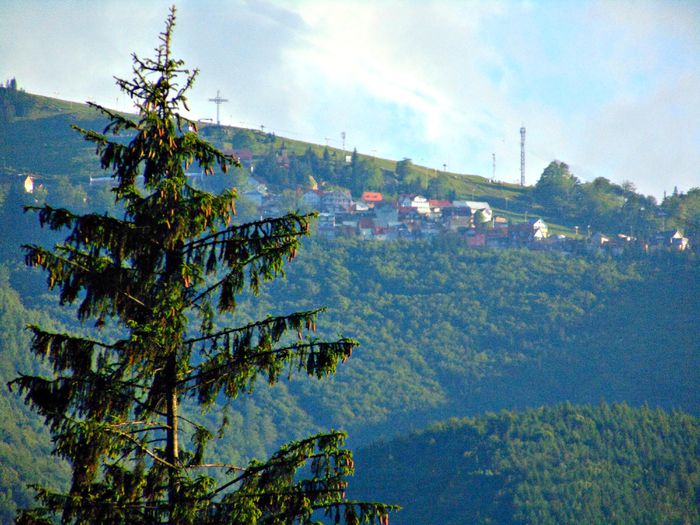 DSC08021 - Poze natura