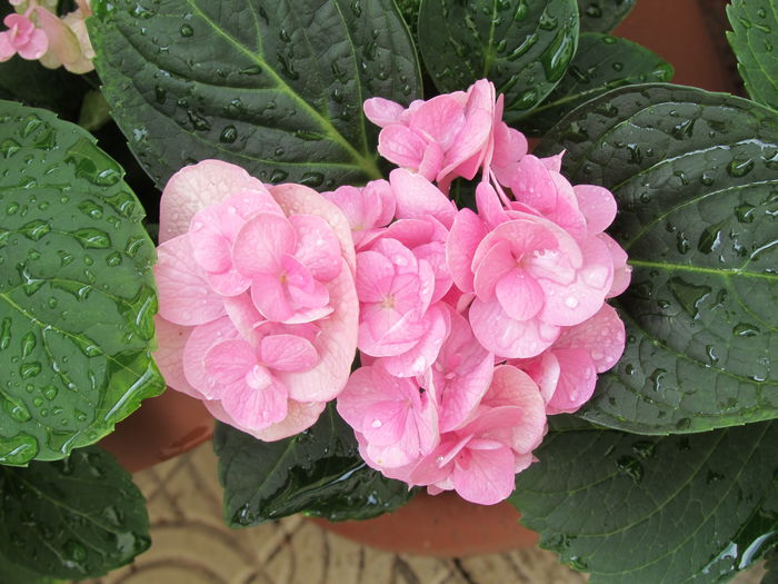 hortensia beautensia papillon - 2015 plantele mele - II