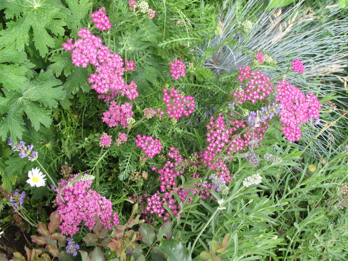 achillea paprika - 2015 plantele mele - II