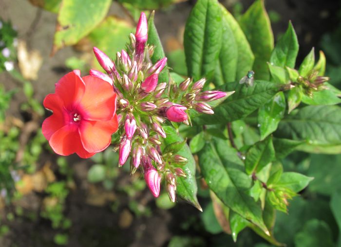 phlox orange