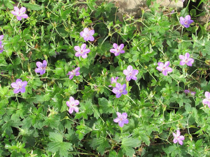 geranium vlassovianum - 2015 plantele mele - II