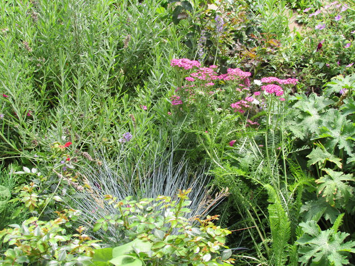 14 iulie - 2015 plantele mele - II