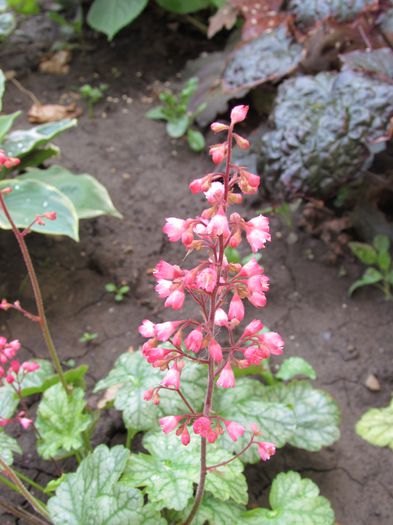 heuchera paris - 2015 plantele mele - II