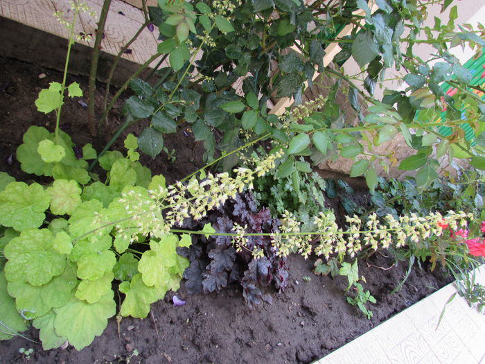 heuchera lime marmelade - 2015 plantele mele - II