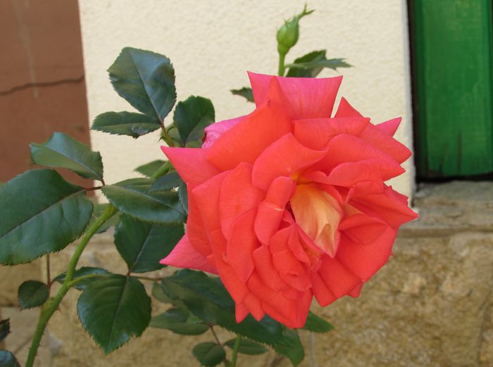 15 iulie, Parfum de Grasse - 2015 trandafiri -IV