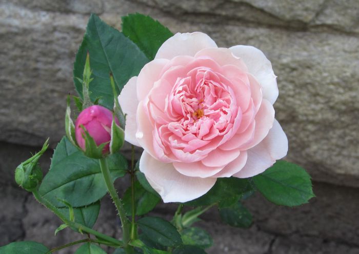 The Alnwick Rose, prima floare :))) - 2015 trandafiri -IV