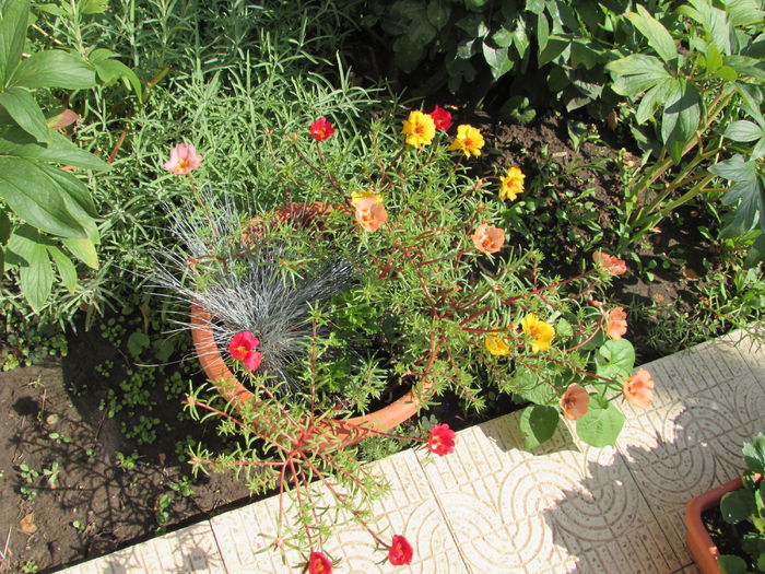 15 iulie - 2015 plantele mele - II