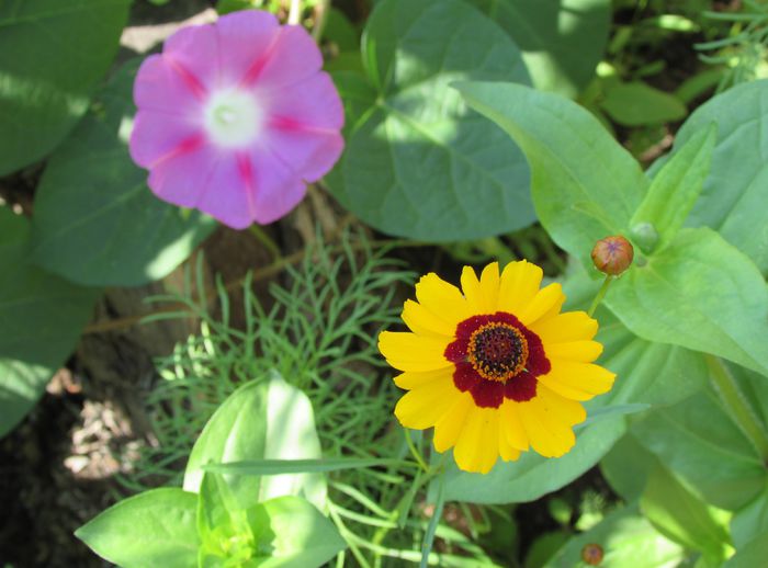 15 iulie - 2015 plantele mele - II