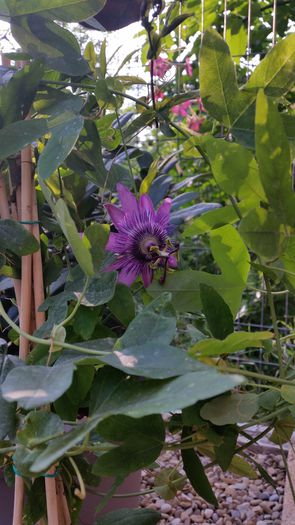 20150718_184714 - Passiflora