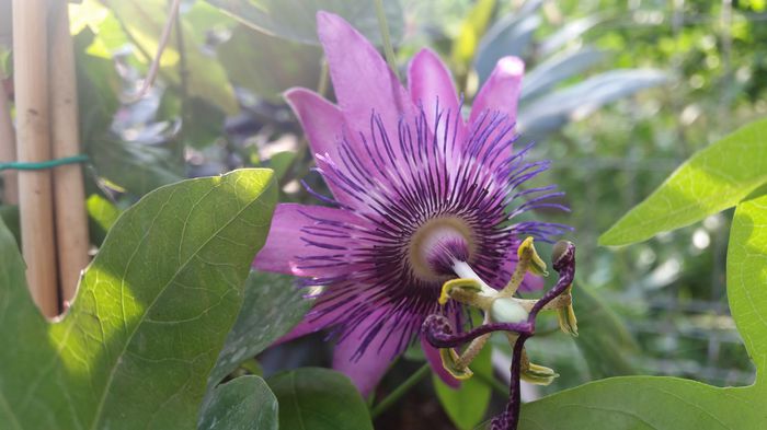 20150718_184706 - Passiflora