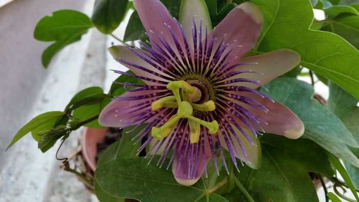 20150718_104843 - Passiflora