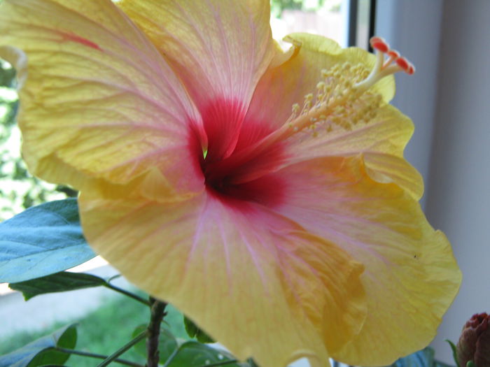 Picture My plants 4473 - Hibi Amanda Dubin