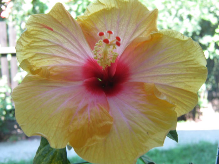 Picture My plants 4474 - Hibi Amanda Dubin
