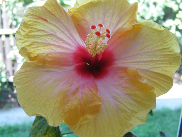 Picture My plants 4475 - Hibi Amanda Dubin