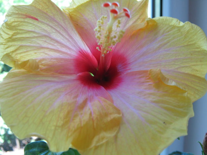 Picture My plants 4471 - Hibi Amanda Dubin