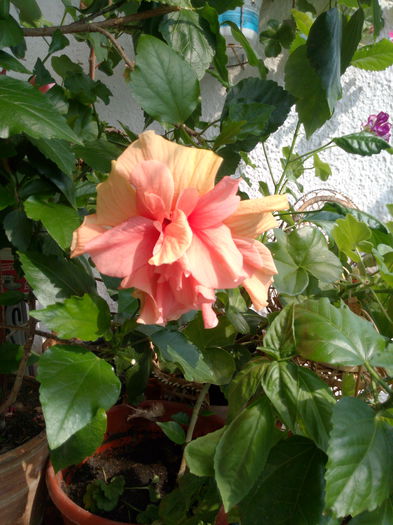 IMG_20150719_103441; Hibiscus
