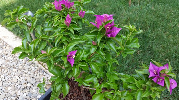 14374853987151758545800 - Bougainvillea