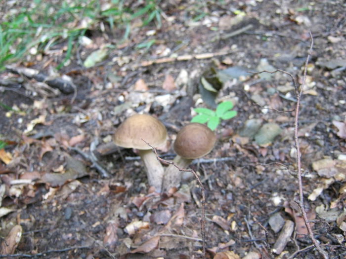 IMG_0016 - Boletus edulis