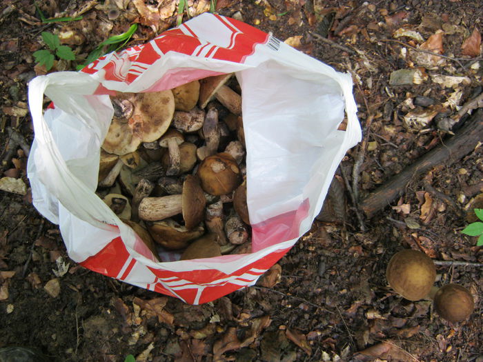 IMG_0017 - Boletus edulis