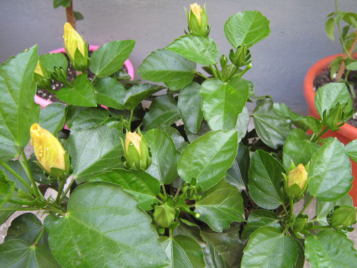 Picture My plants 4506