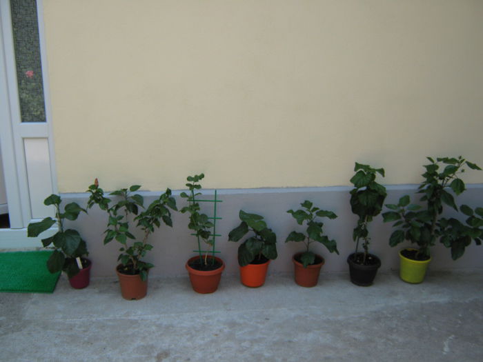 Picture My plants 4508 - HIBISCUSI 2015