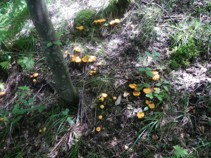 DSCN3102 - Cantharellus cibarius - galbiori