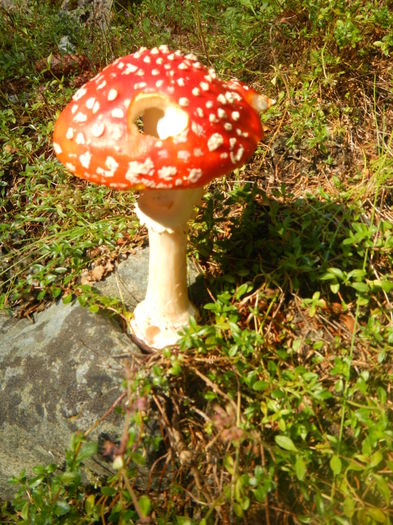 1 (146) - Amanita muscaria - Palaria sarpelui