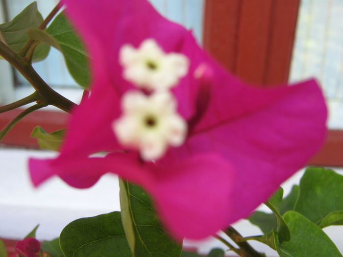 Picture My plants 4485