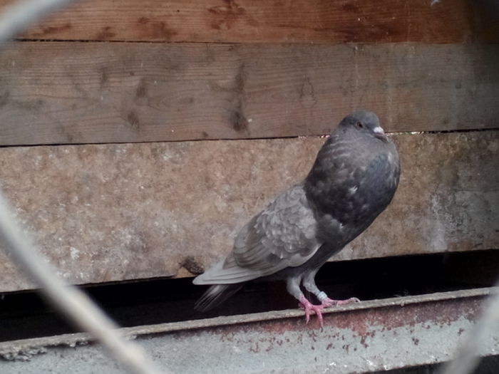 femela dun t-pattern; IMG_20150719_135734
