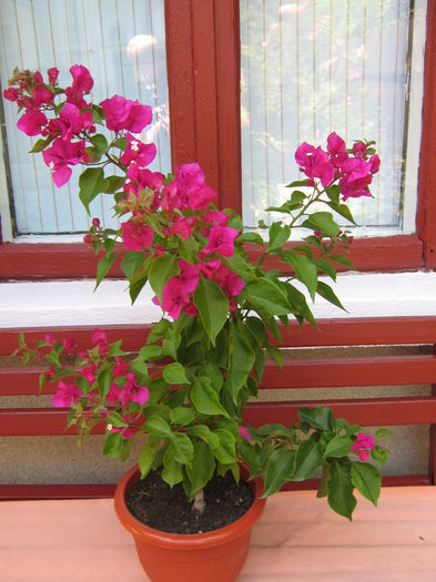 Picture My plants 4483