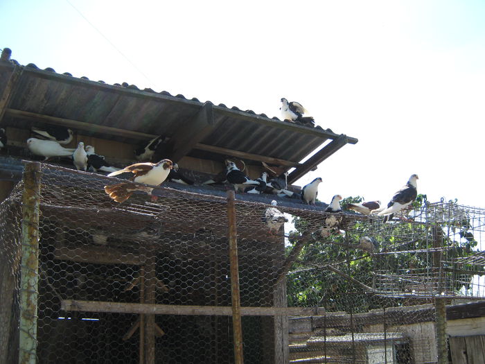 IMG_5600 - 0 In curtea porumbeilor 2015