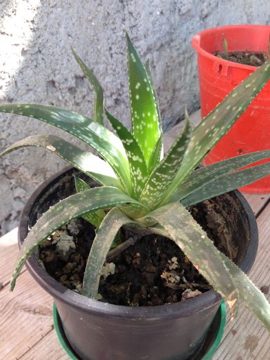 Aloe