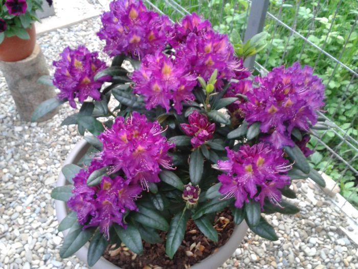 20150501_191521 - Rhododendron