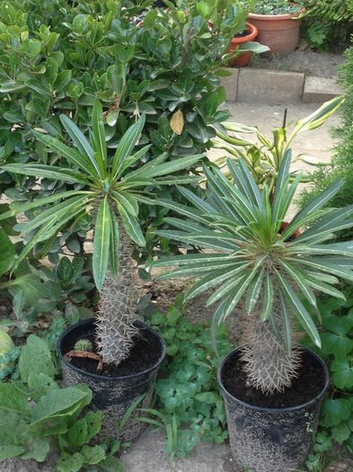 Pachipodium lamerei - CACTUSI rog identificare