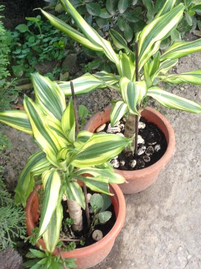 Dracena