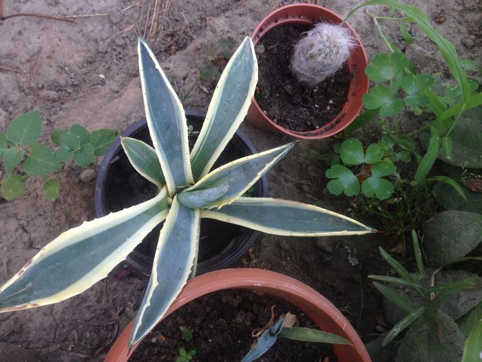 Agava americana variegata