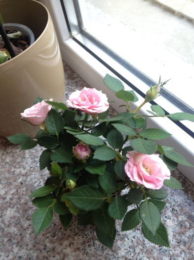 Micro trandafiras - floricelele mele