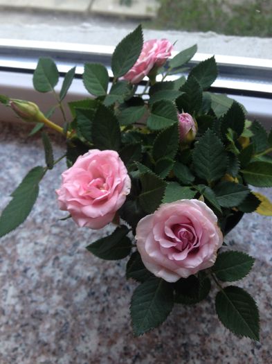 Trandafir pitic - floricelele mele