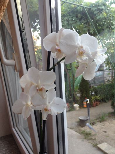 Orhidee blanca - floricelele mele
