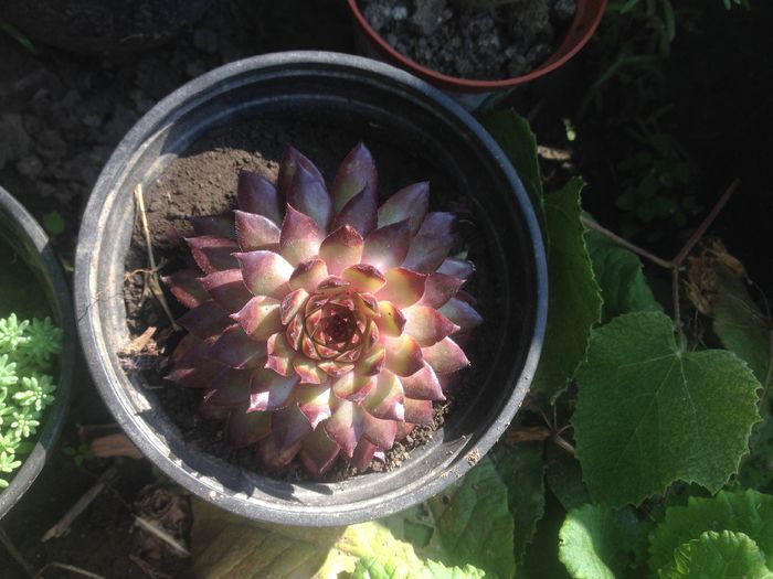 Sempervivum