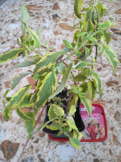 cariopteris variegat - colet primit de la TomaCristina36 iulie 20 -2015