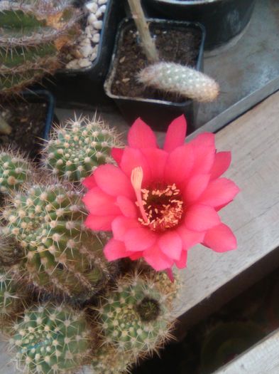 IMG_20150721_091143 - Flori de cactusi