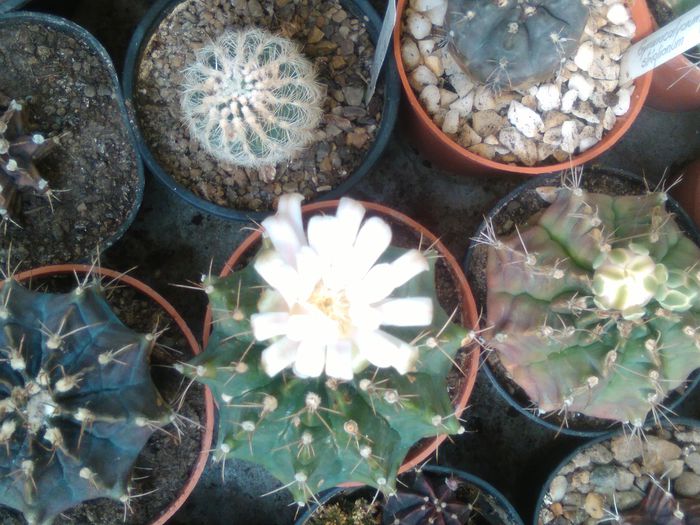 IMG_20150721_091400 - Flori de cactusi