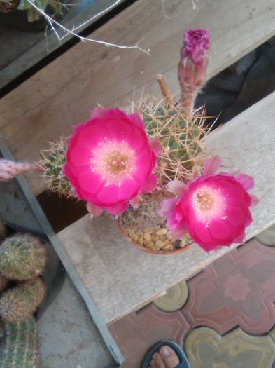 IMG_20150721_091109 - Flori de cactusi