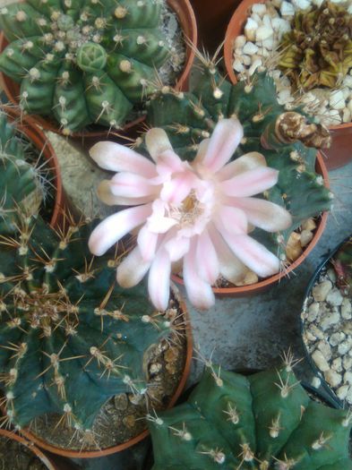 IMG_20150721_091010 - Flori de cactusi