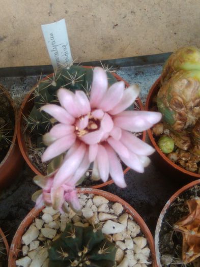 IMG_20150721_090957 - Flori de cactusi